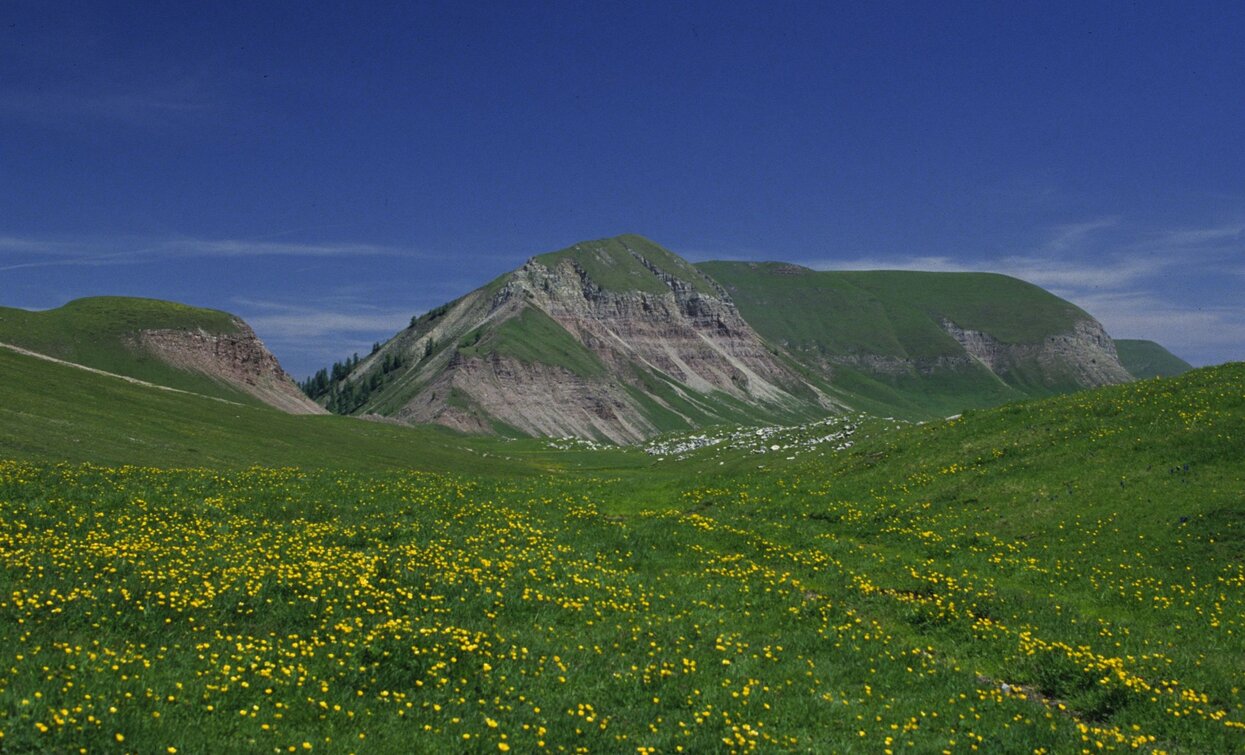 Verdi pascoli ai piedi del Monte Peller | © T. Mochen, APT Valli di Sole, Peio e Rabbi
