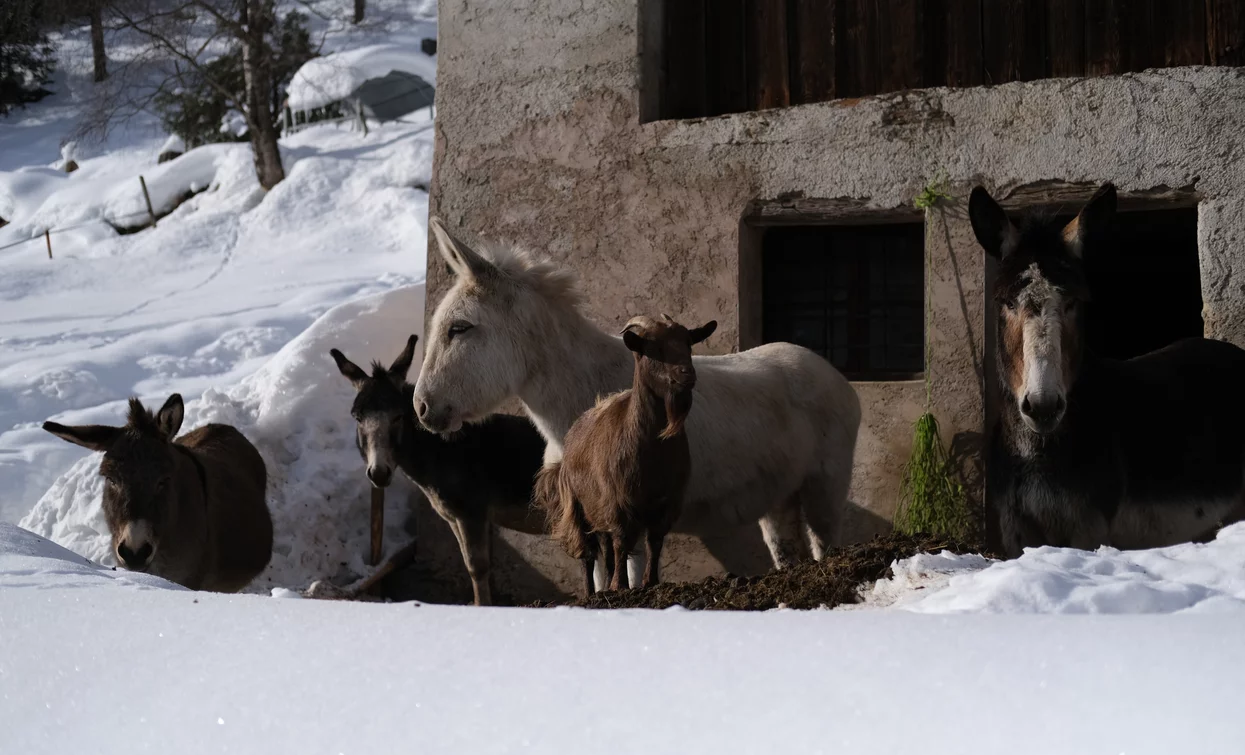 © Parco Nazionale dello Stelvio (settore Trentino)