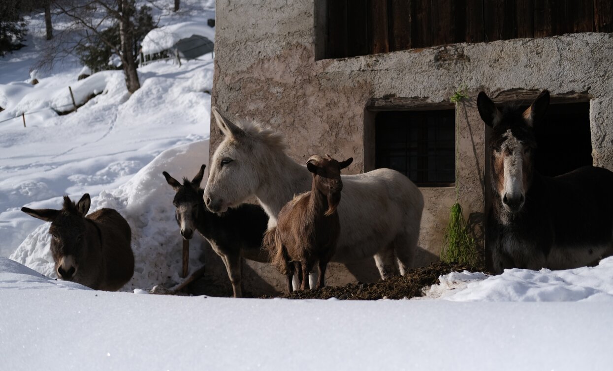 © Parco Nazionale dello Stelvio (settore Trentino)