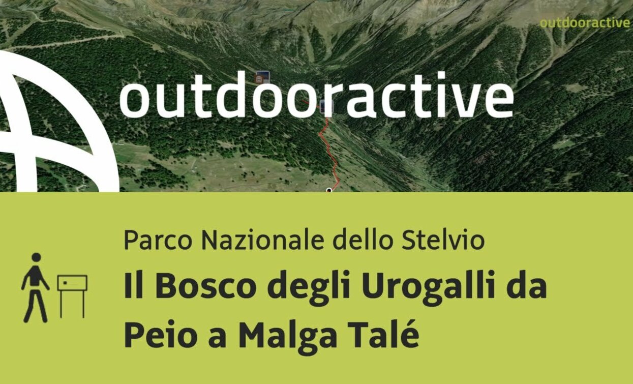 Themenweg im Nationalpark Stilfserjoch: Der Auerhahnwald von Peio zur Malga Talé | © Outdooractive – Flyover Videos