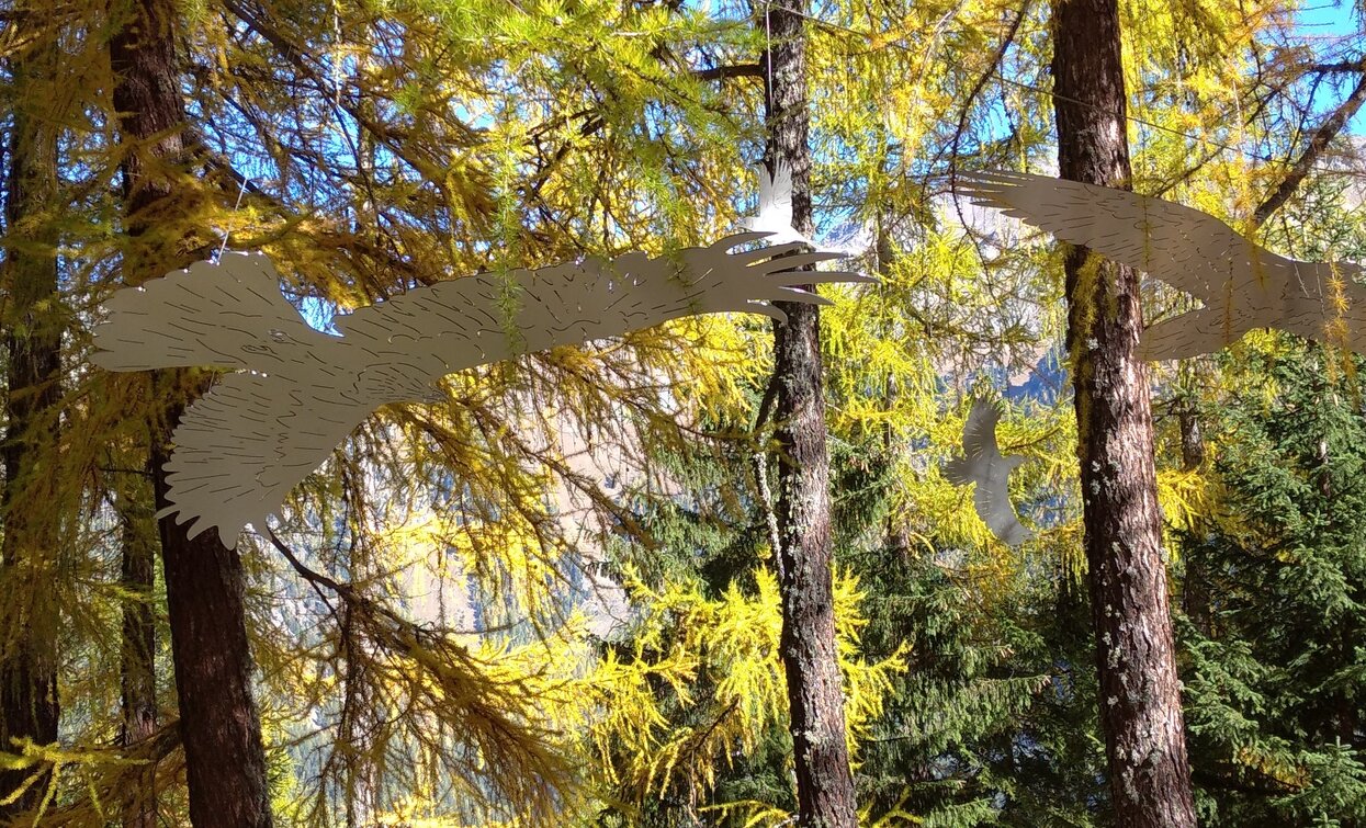 Mit der Nase nach oben | © Parco Nazionale dello Stelvio - Trentino, Parco Nazionale dello Stelvio (settore Trentino)