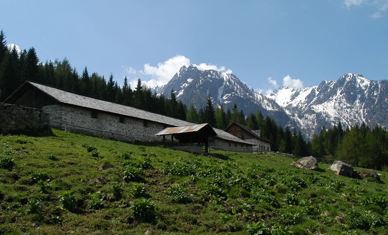 Malga Alta di Fazzon | © T. Mochen, APT - Valli di Sole, Peio e Rabbi