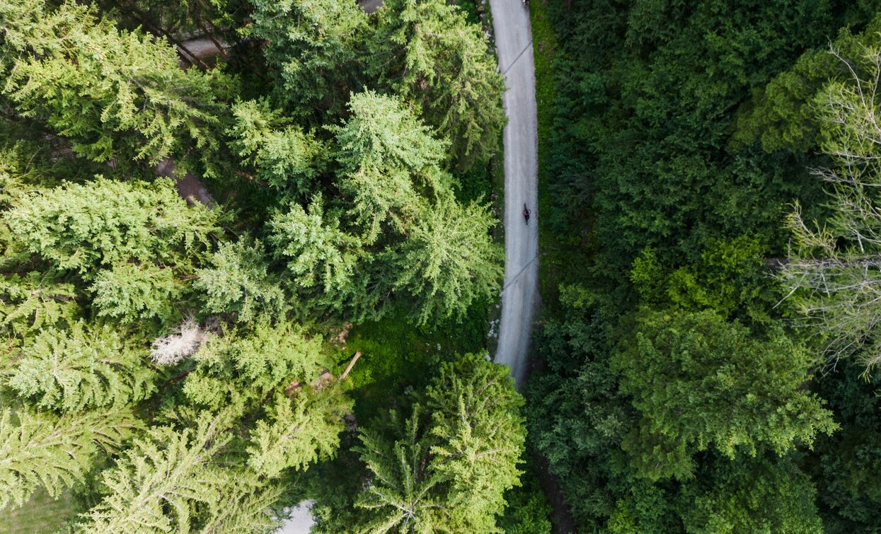 Durch die Wälder des Val Meledrio | © Foto Giacomo Podetti, APT - Valli di Sole, Peio e Rabbi