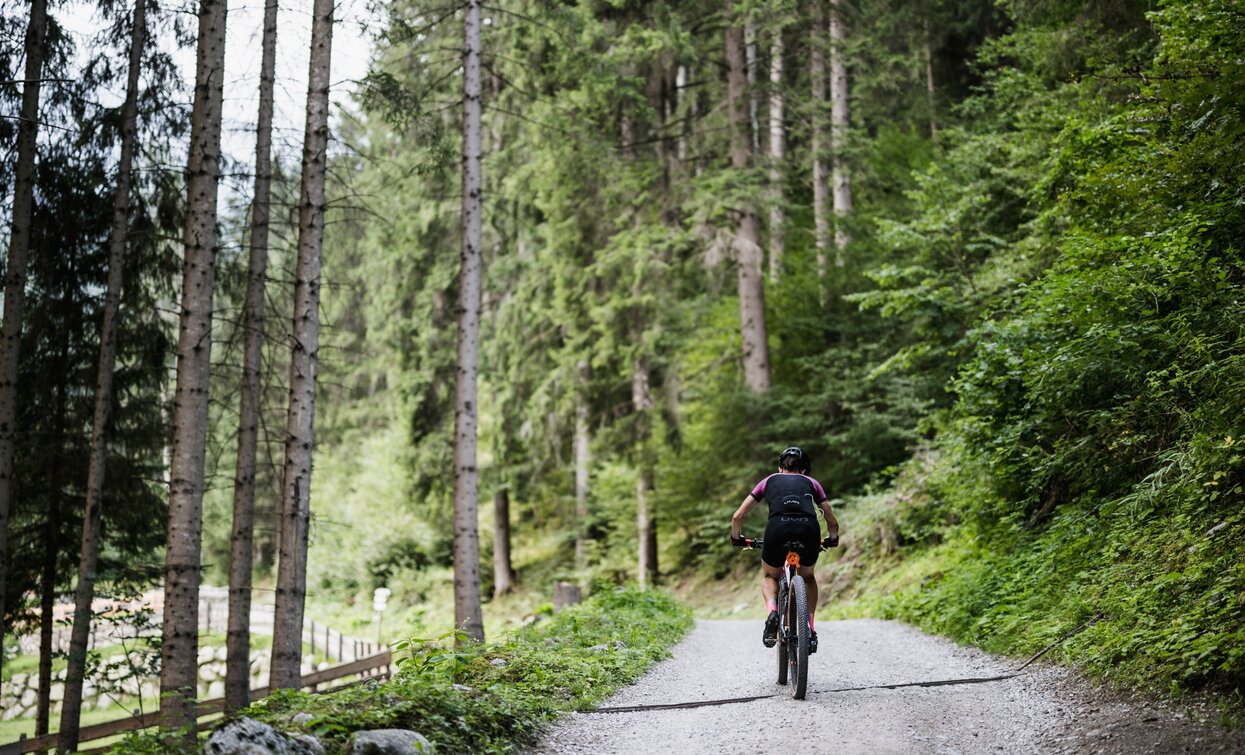 The dense forest of Val Meledrio | © Foto Giacomo Podetti, APT Valli di Sole, Peio e Rabbi