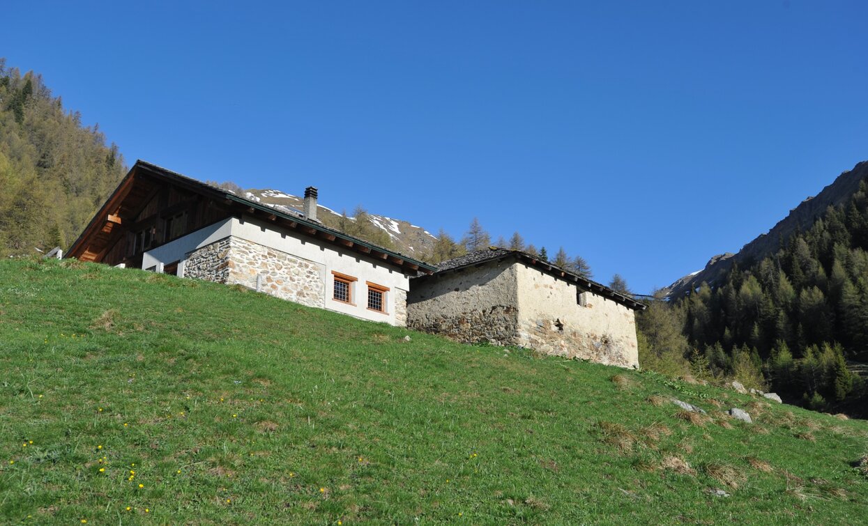 Malga Saviana | © T. Mochen, APT - Valli di Sole, Peio e Rabbi