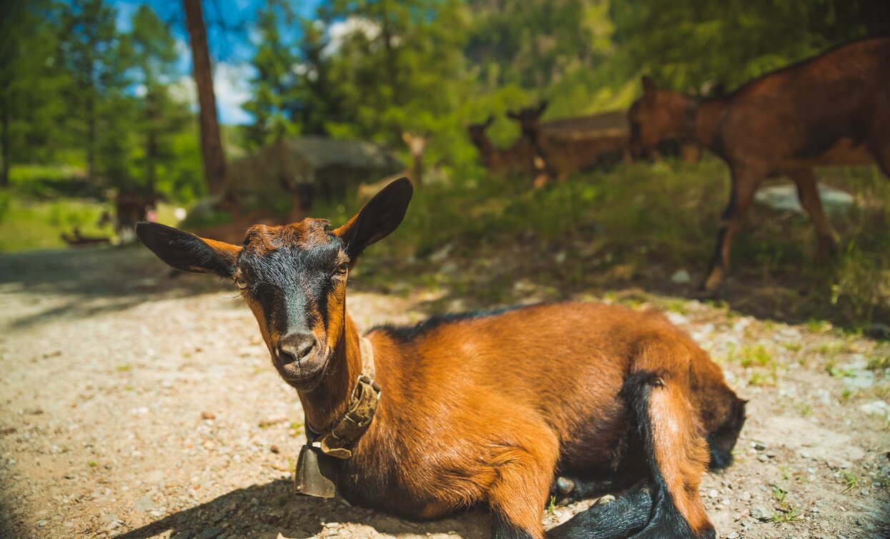 © Visual Stories, APT Valli di Sole, Peio e Rabbi