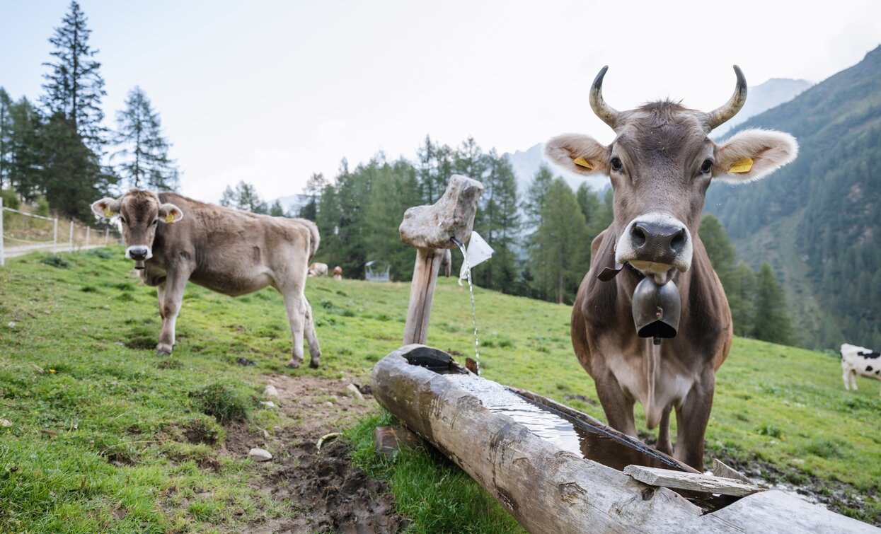 © Giacomo Podetti, APT Valli di Sole, Peio e Rabbi
