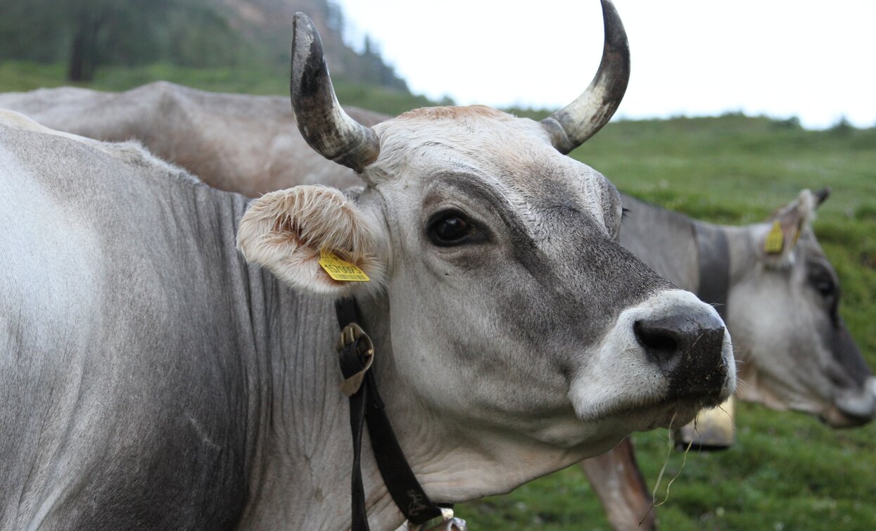 © Diego Larentis, APT Valli di Sole, Peio e Rabbi