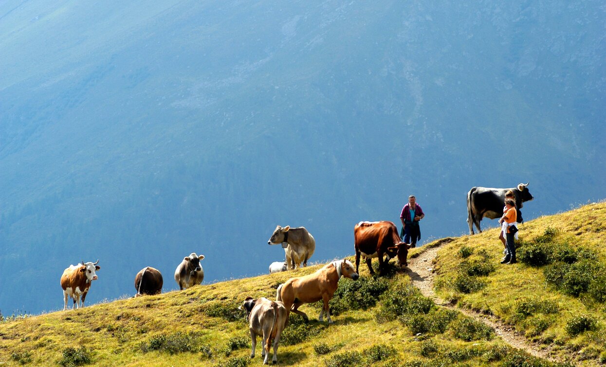© Gilberto Borghesi, APT Valli di Sole, Peio e Rabbi