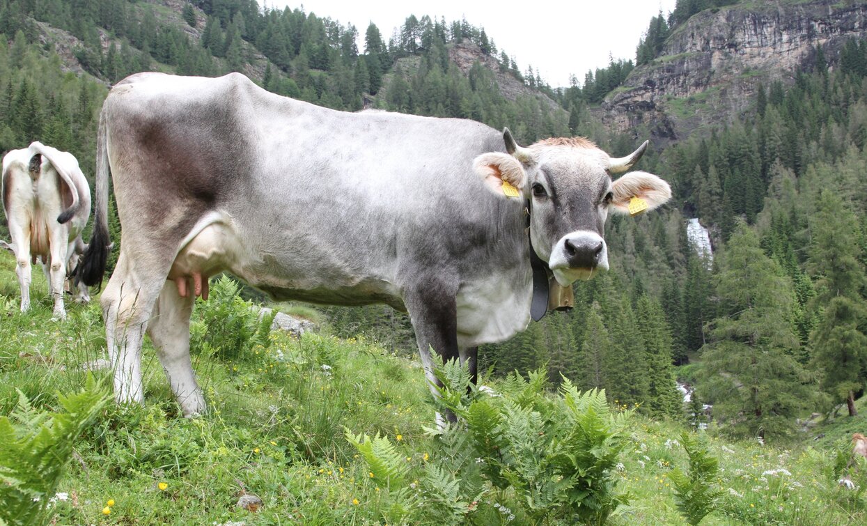 © Diego Larentis, APT Valli di Sole, Peio e Rabbi