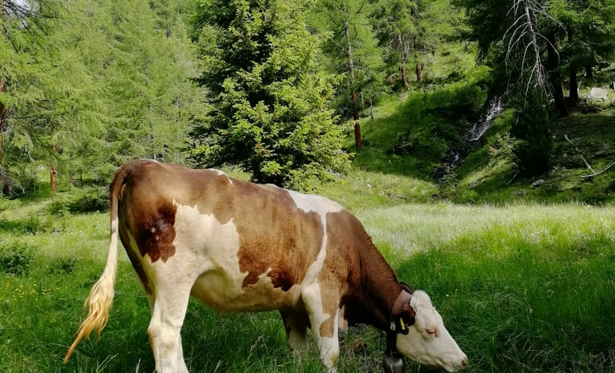 © Azienda Turismo Val di Sole, APT Valli di Sole, Peio e Rabbi