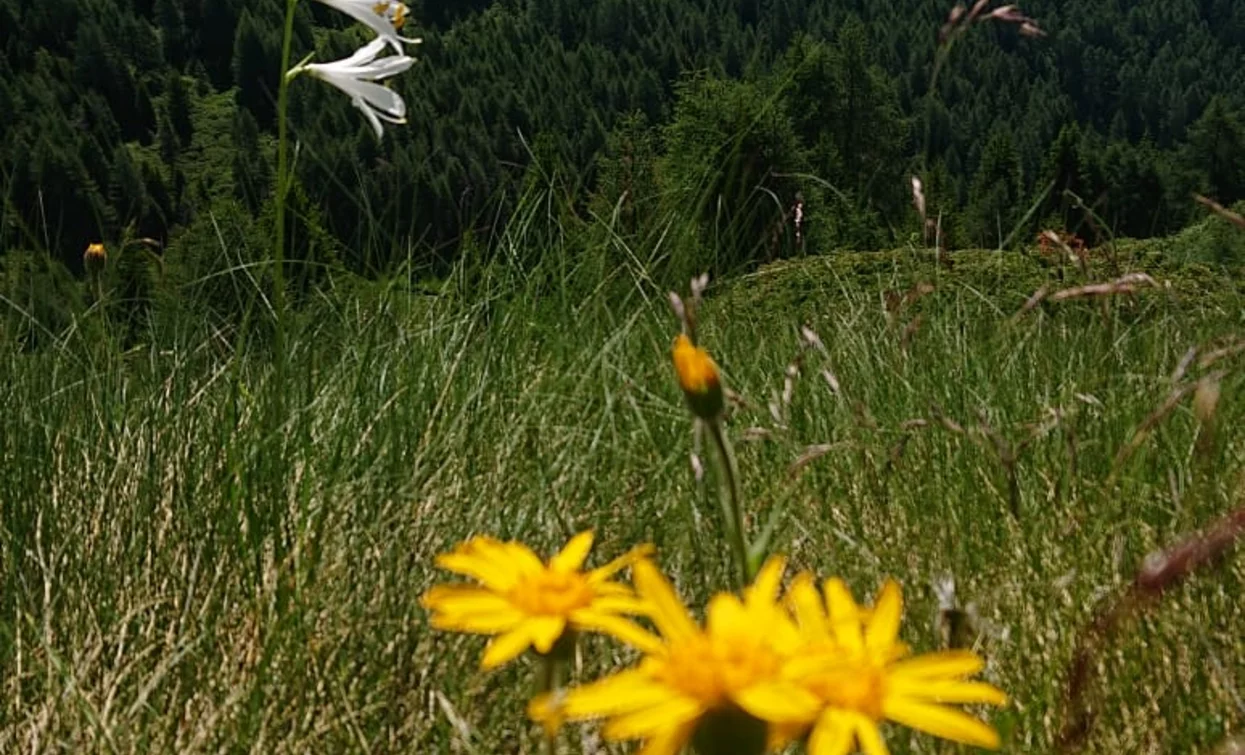 © Azienda Turismo Val di Sole, APT Valli di Sole, Peio e Rabbi