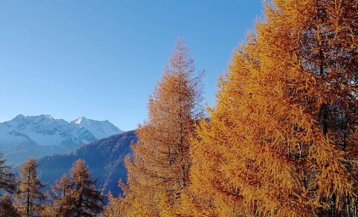 Boschi di larice lungo la strada che sale a Malga Borche | © Azienda Turismo Val di Sole, APT Valli di Sole, Peio e Rabbi