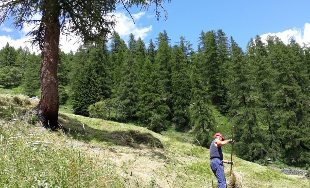 wide pastures along the road that climbs to Malga Borche | © Azienda Turismo Val di Sole, APT Valli di Sole, Peio e Rabbi