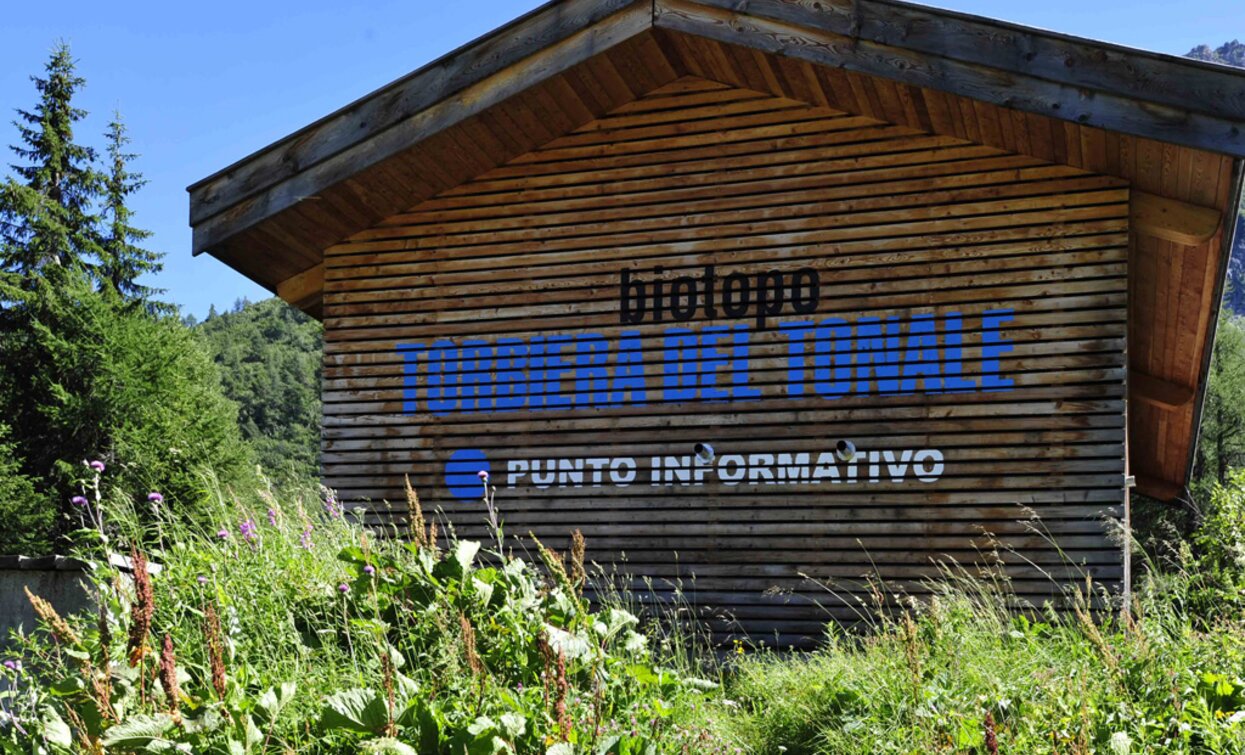 Tonale Peat Bog | © Azienda Turismo Val di Sole, APT Valli di Sole, Peio e Rabbi