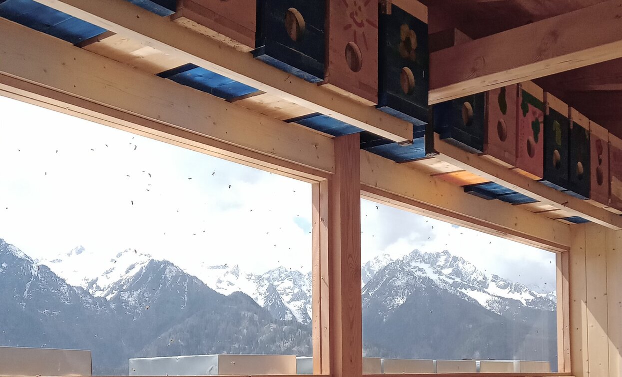 Un ronzio rilassante  | © Ph Casa dell'ape 