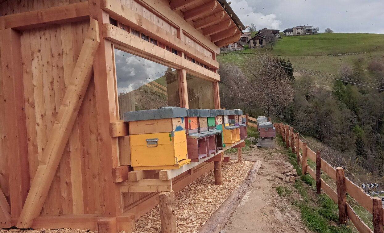 Un ronzio rilassante  | © Ph Casa dell'ape 