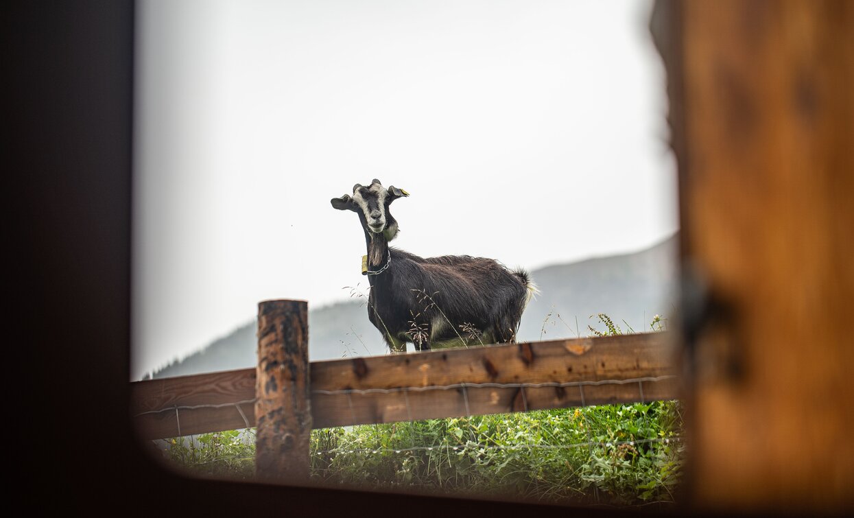 Sunrise in Val di Pejo | © Archivio ApT Val di Sole - Ph. Tommaso Prugnola