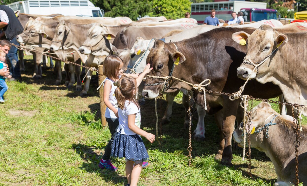 Fera dei Sét Cheese FestiVal di Sole | © Archivio APT Val di Sole - Ph Pillow Lab