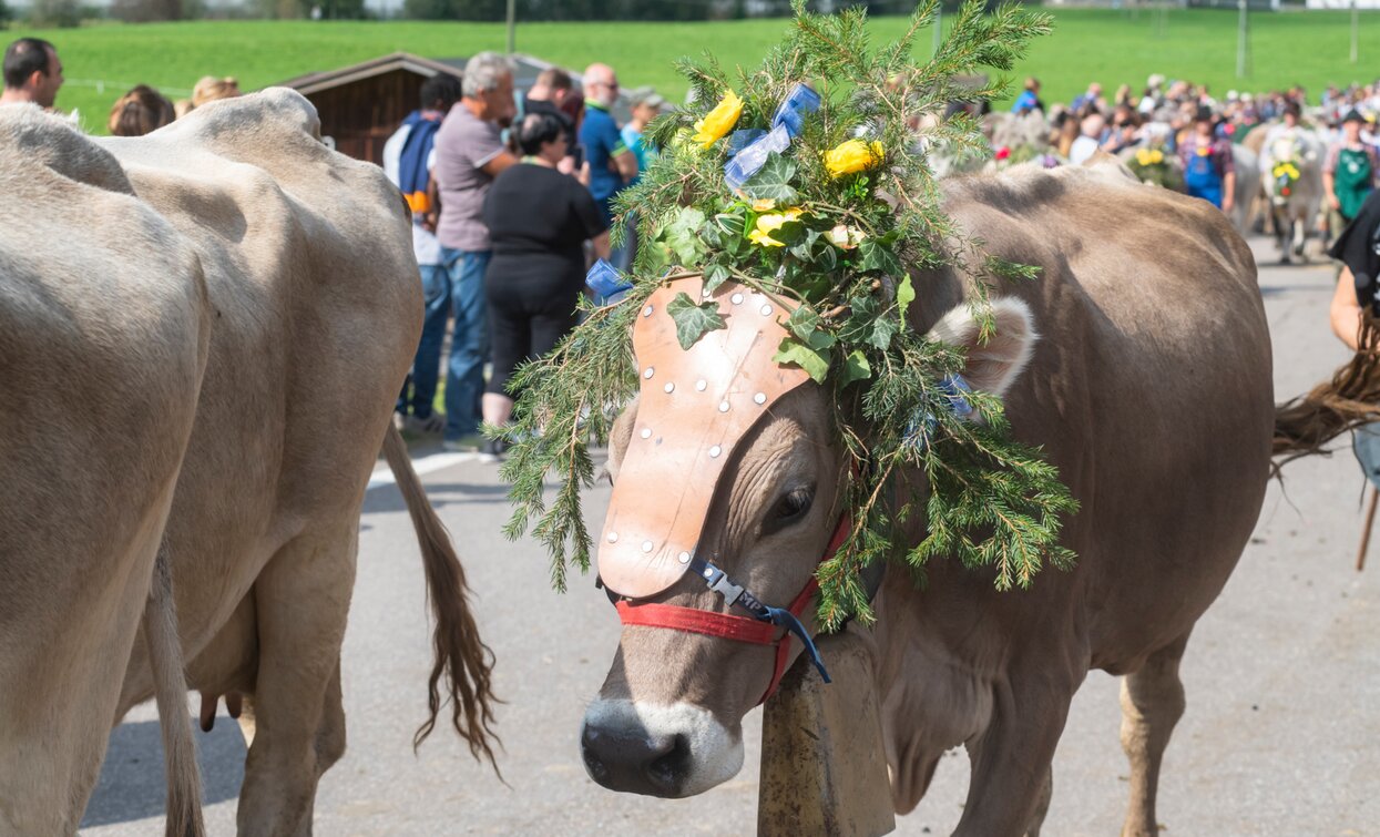 Desmalgada Festa dell'Agricoltura Cheese FestiVal di Sole | © Archivio APT Val di Sole - Ph Mauro Mariotti