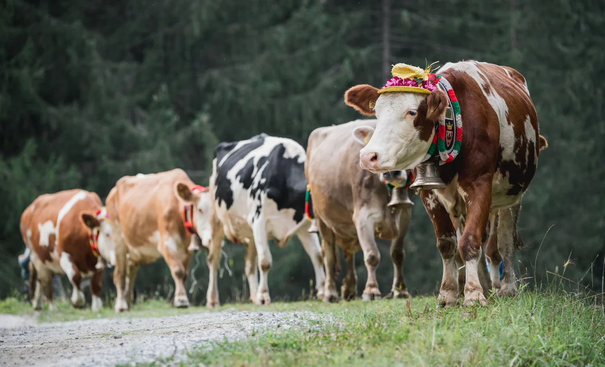 Latte in Festa 2019 Cheese FestiVal di Sole | © Archivio APT Val di Sole - Ph Giacomo Podetti