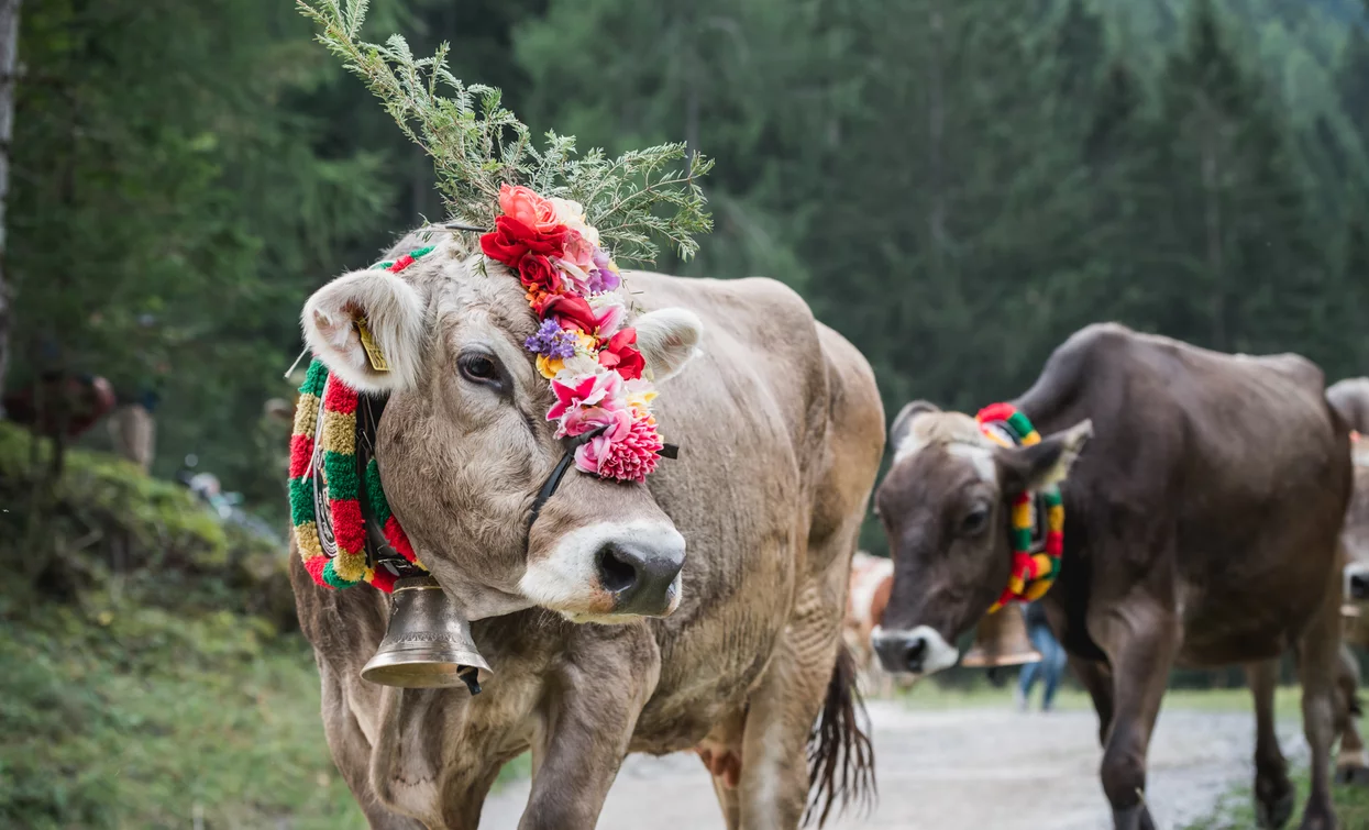 Latte in Festa 2019 Cheese FestiVal di Sole | © Archivio APT Val di Sole - Ph Giacomo Podetti