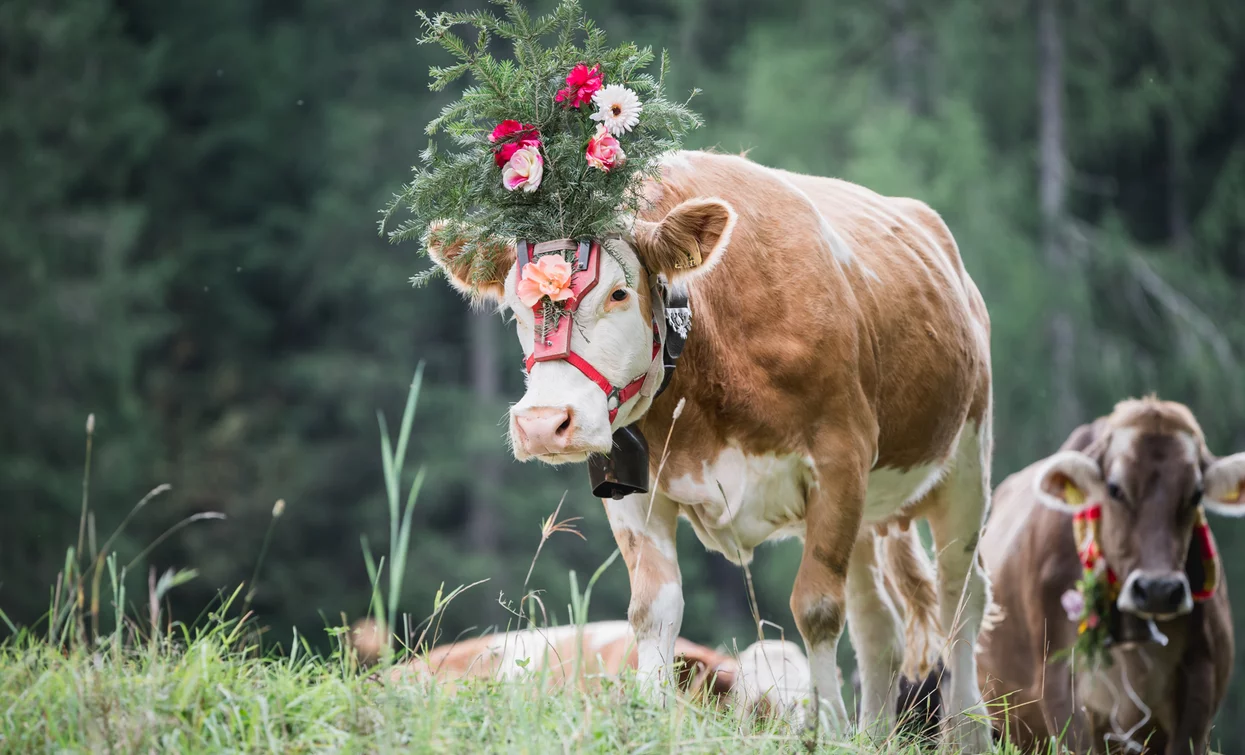 Latte in Festa 2019 Cheese FestiVal di Sole | © Archivio APT Val di Sole - Ph Giacomo Podetti