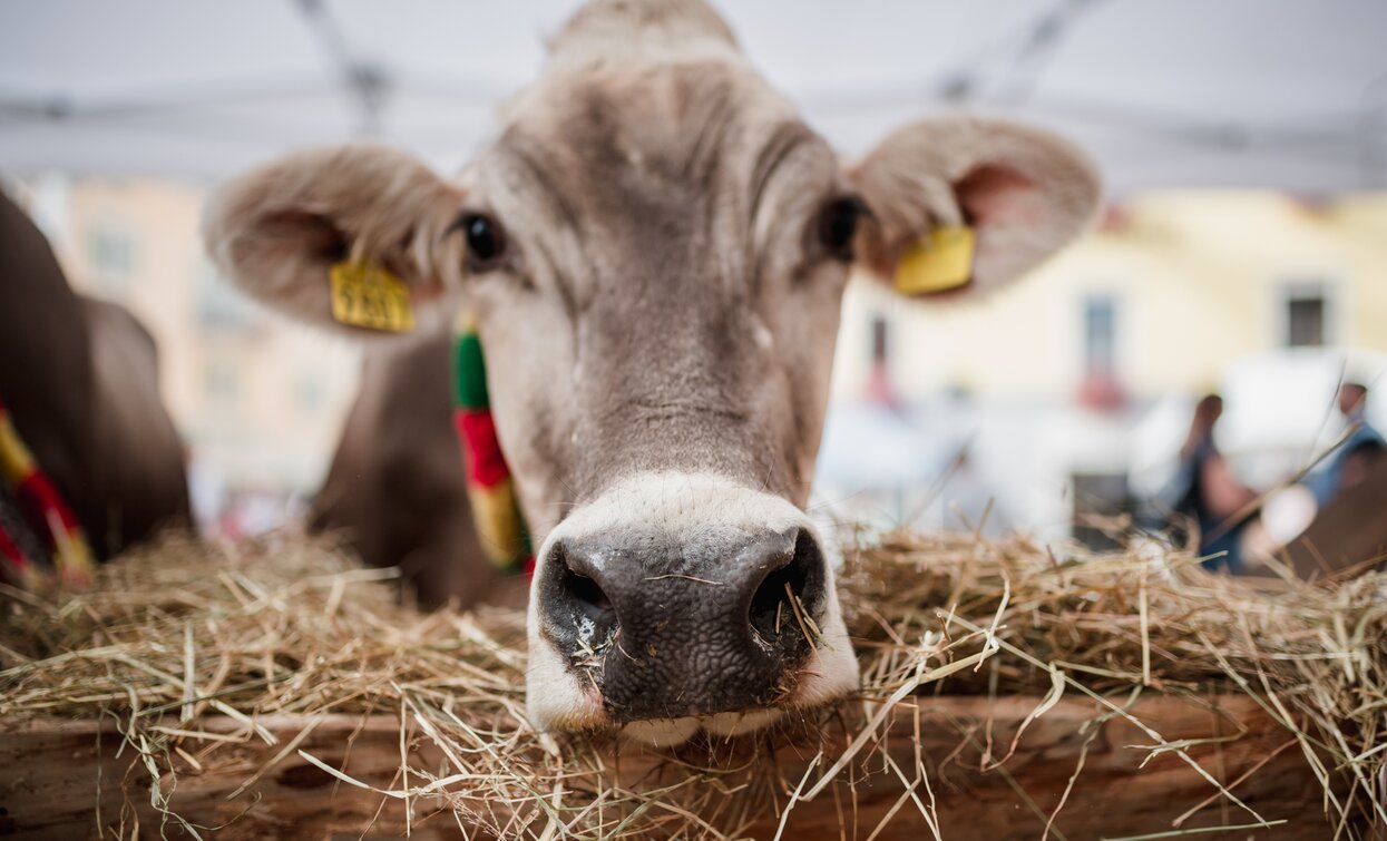Non solo Casolét Cheese FestiVal di Sole | © Archivio APT Val di Sole - Ph Giacomo Podetti