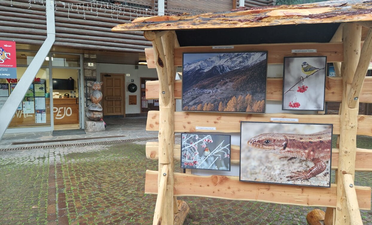 Mostra fotografica alla scoperta della fauna del Parco | © Archivio APT Val di Sole