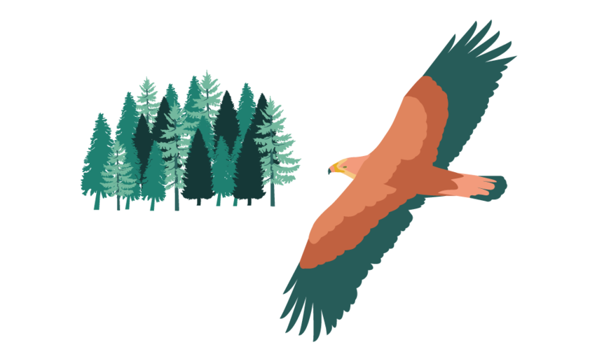Aquila - icon | © Archivio APT Val di Sole - Anna Formilan 