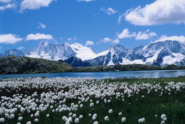 Eriofori ai Laghi Strino  | © Archivio APT Val di Sole - Ph Tiziano Mochen