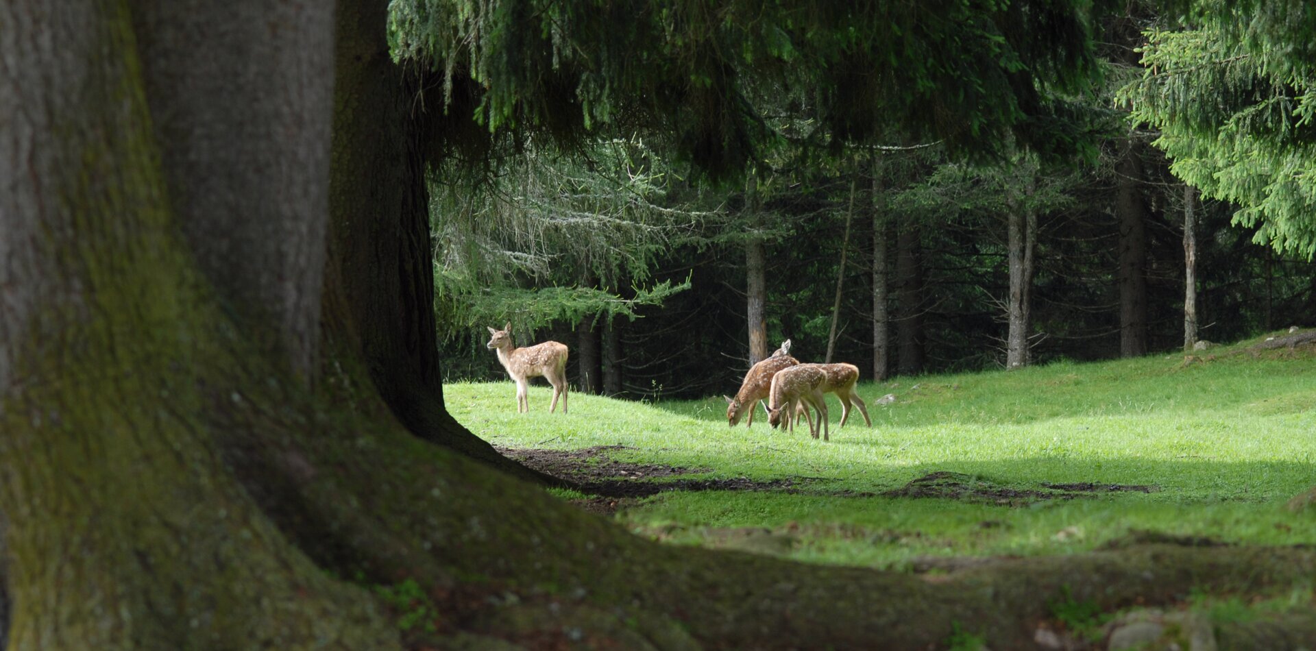 Caprioli nel bosco | © Archivio APT Val di Sole - Ph Tiziano Mochen