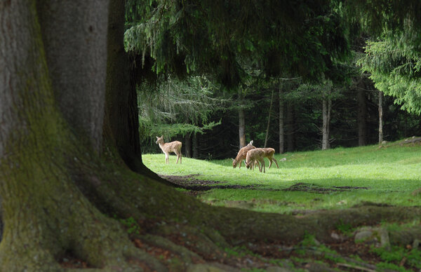 Caprioli nel bosco | © Archivio APT Val di Sole - Ph Tiziano Mochen