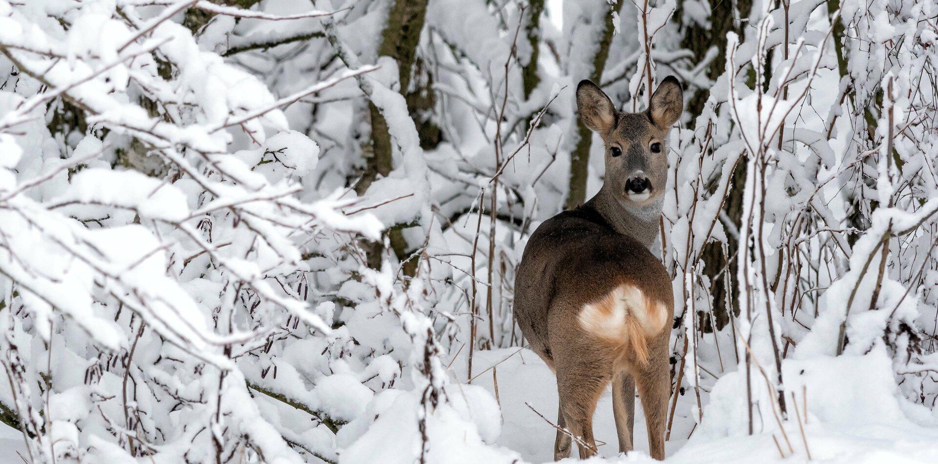 Capriolo nella neve in Val di Sole | © Archivio Ursus Adventure