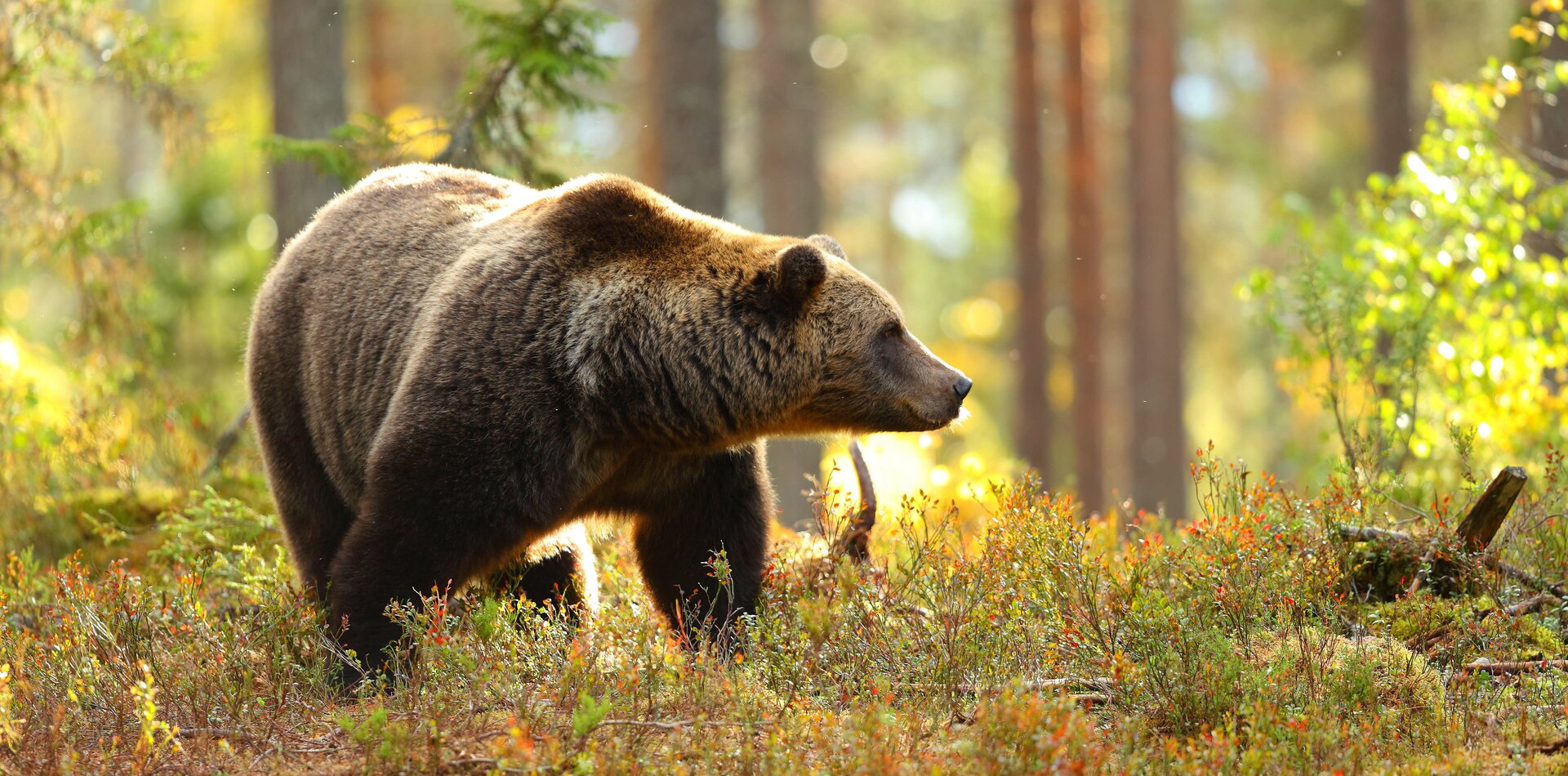 Orso in Val di Sole | © Archivio Ursus Adventure