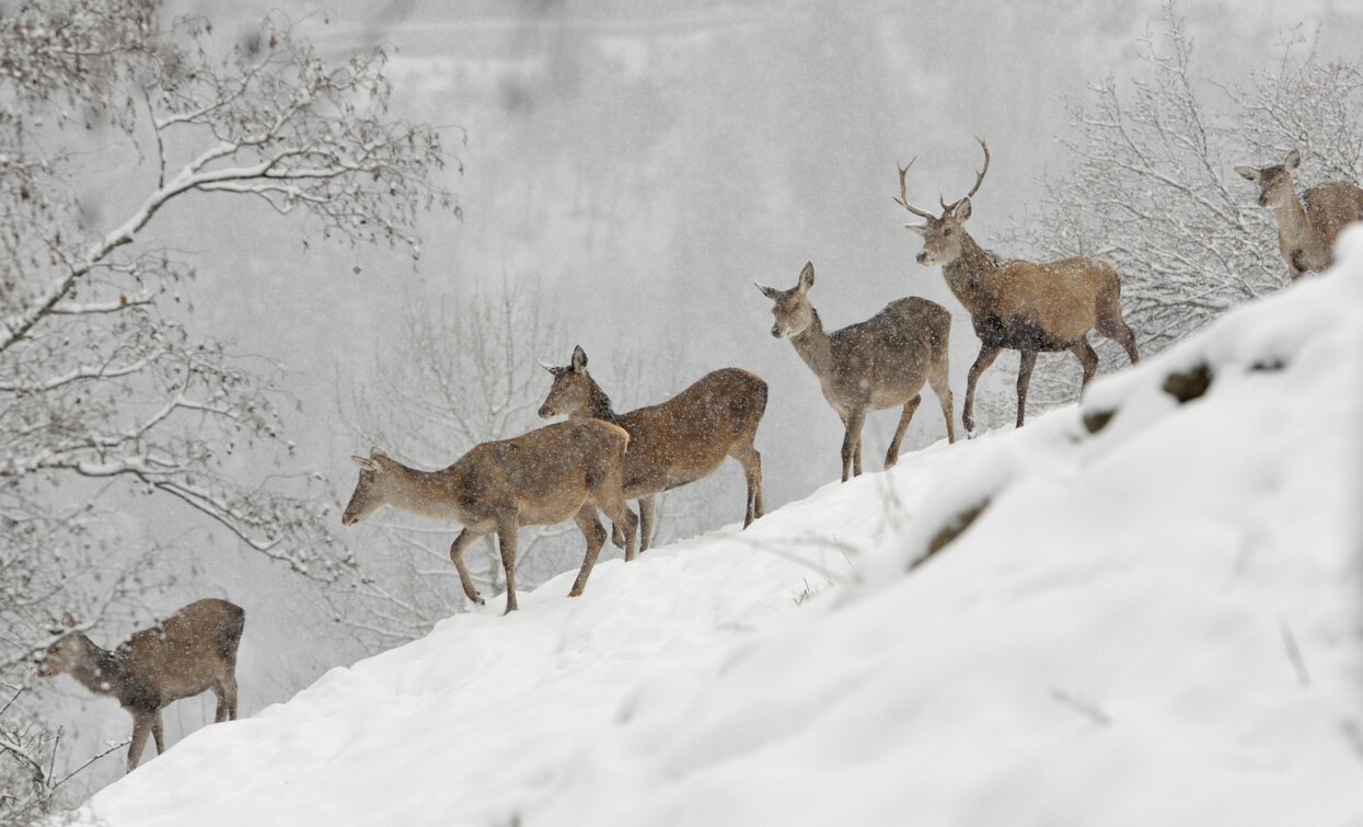 Cervi nella neve | © Archivio APT Val di Sole - Ph Sergio Peroceschi