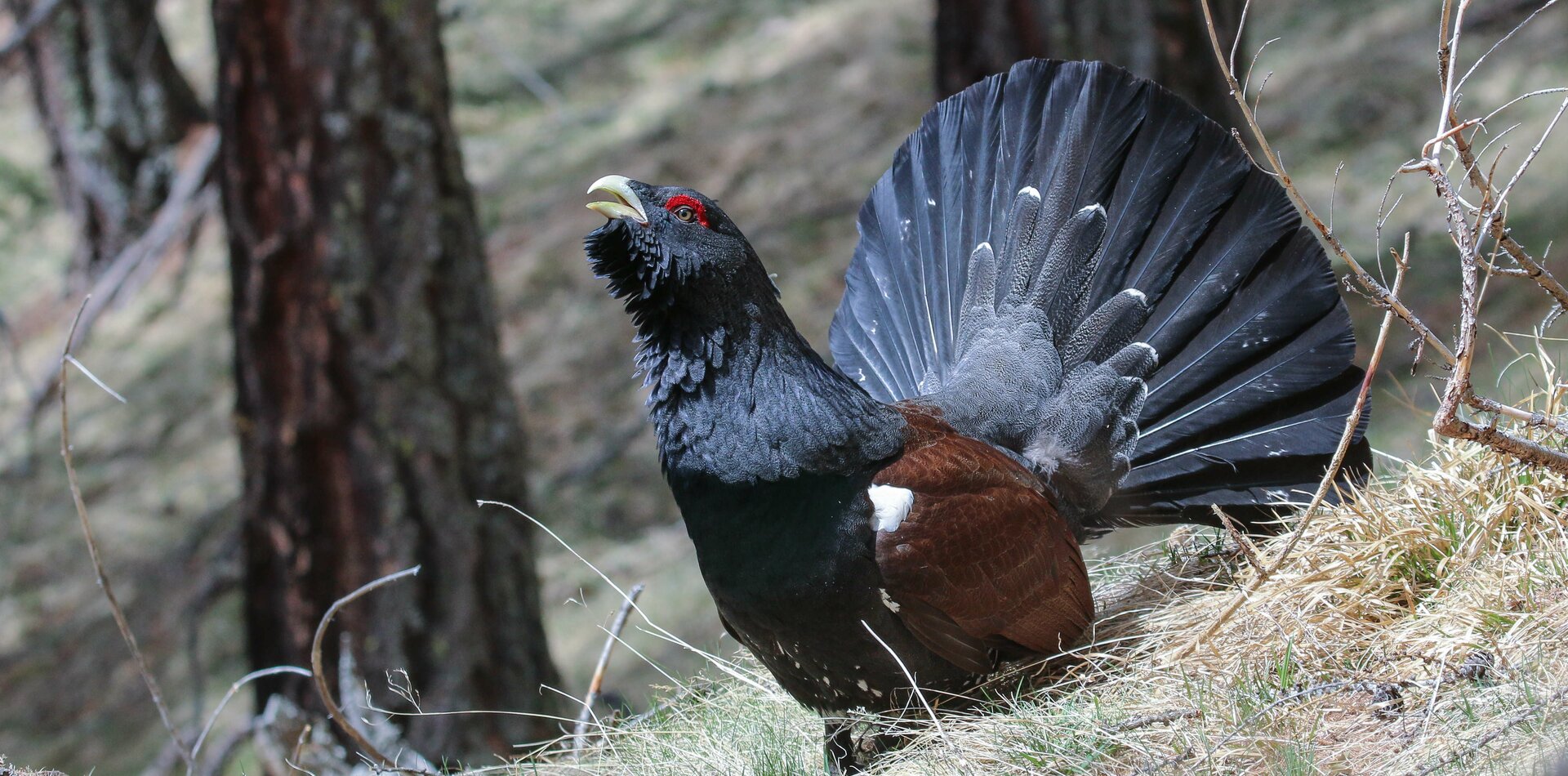 Gallo cedrone in Val di Sole | © Archivio APT Val di Sole - Ph Alfredo Alvarez