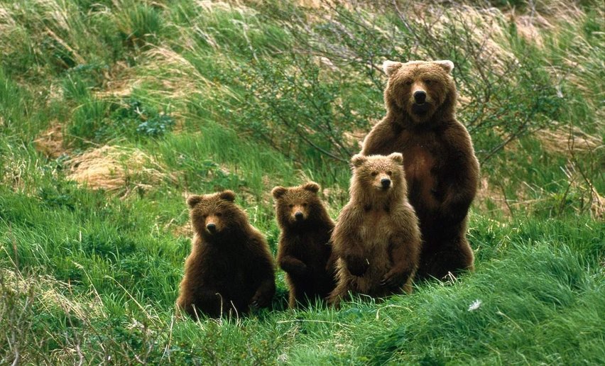 Mamma orsa con i suoi cuccioli nel Parco Naturale Adamello Brenta | © Archivio Parco Naturale Adamello Brenta