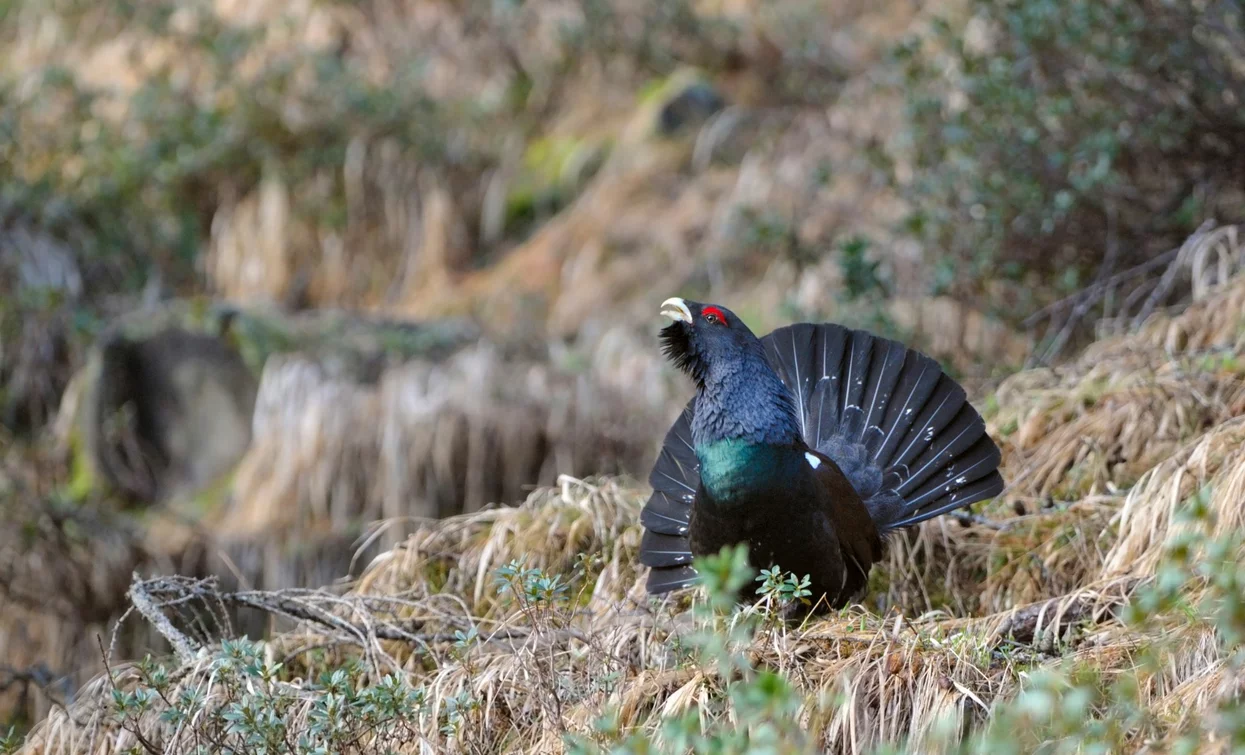Gallo Cedrone | © Archivio APT Val di Sole - ph Sergio Peroceschi