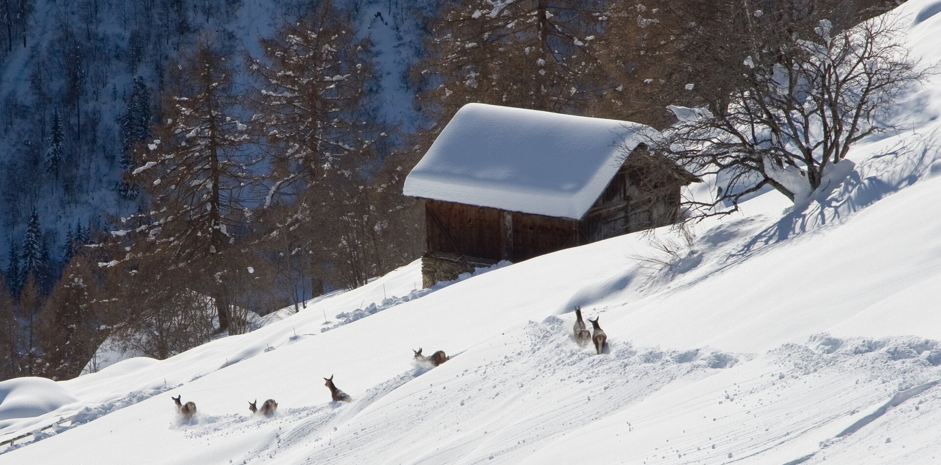 Cervi nella neve nel Parco Nazionale dello Stelvio | © Archivio APT Val di Sole - Ph Marco Angeli