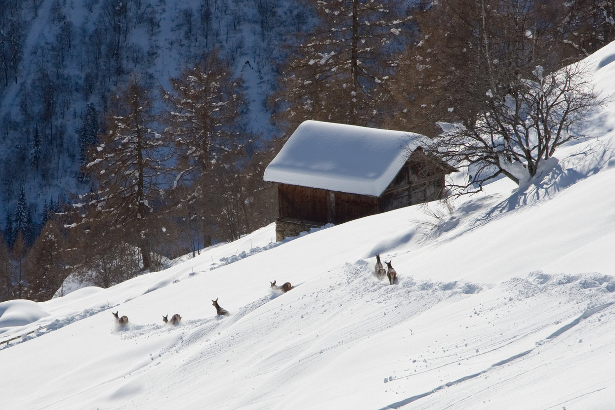 Cervi nella neve nel Parco Nazionale dello Stelvio | © Archivio APT Val di Sole - Ph Marco Angeli