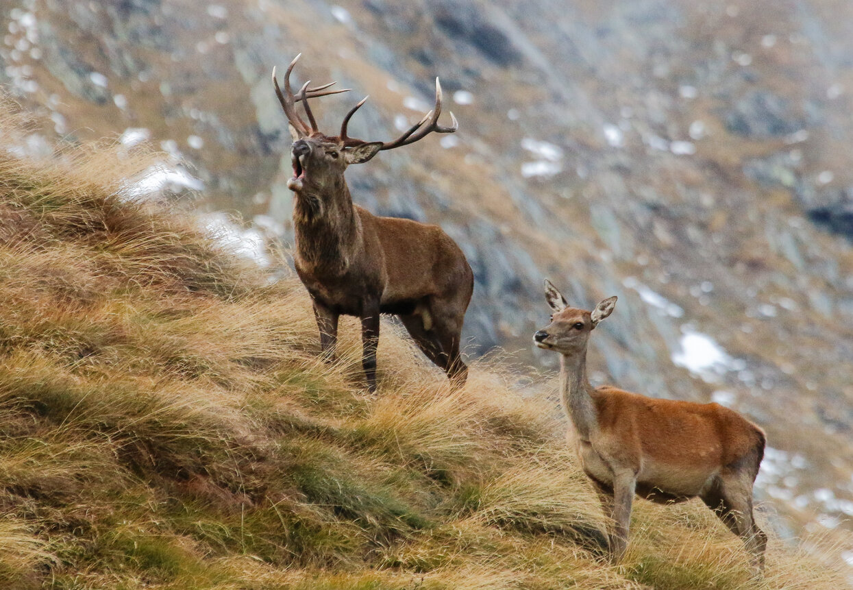 Bramito del Cervo nel Parco Nazionale dello Stelvio | © Archivio APT Val di Sole - Ph Alfredo Alvarez