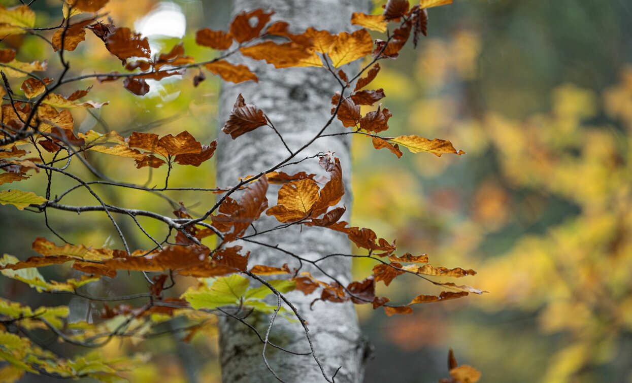 Autunno | © Archivio APT Val di Sole - ph Elisa Fedrizzi