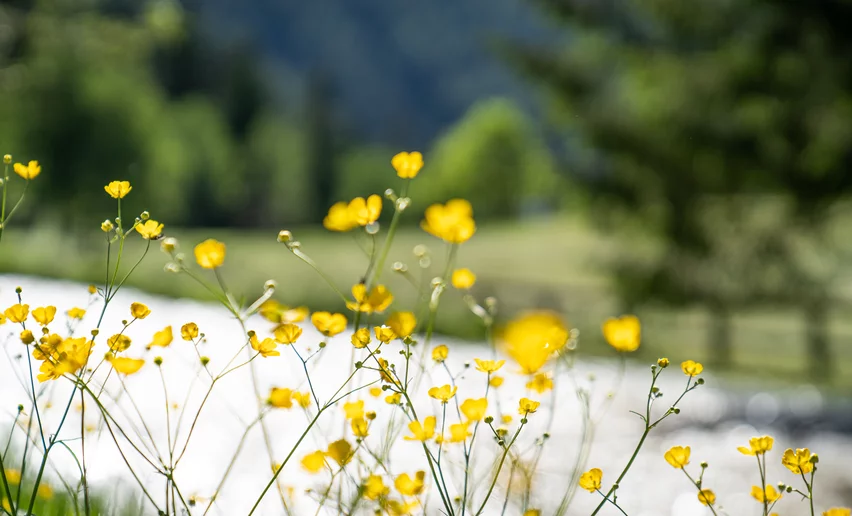 Ranuncolo in Val di Sole | © Archivio APT Val di Sole - Ph Alessandro Polla