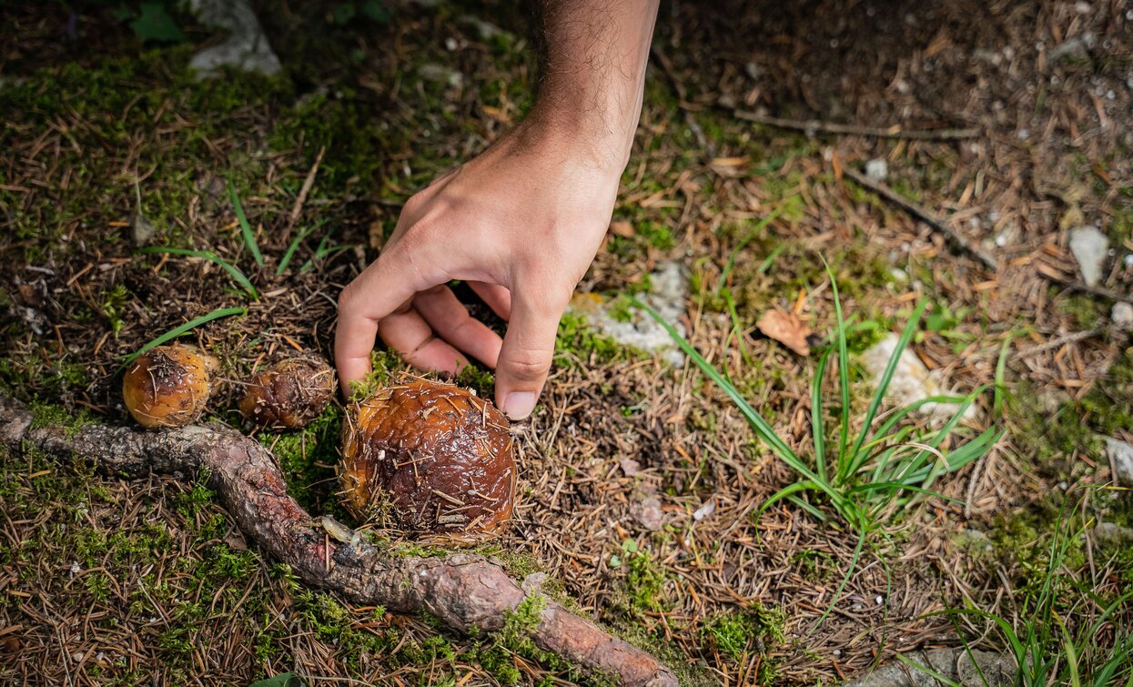 Raccolta Funghi in Val di Sole | © Archivio APT Val di Sole - Ph Tommaso Prugnola