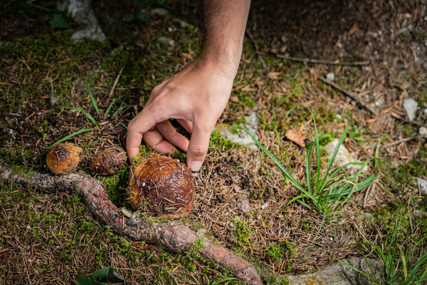 Raccolta Funghi in Val di Sole | © Archivio APT Val di Sole - Ph Tommaso Prugnola