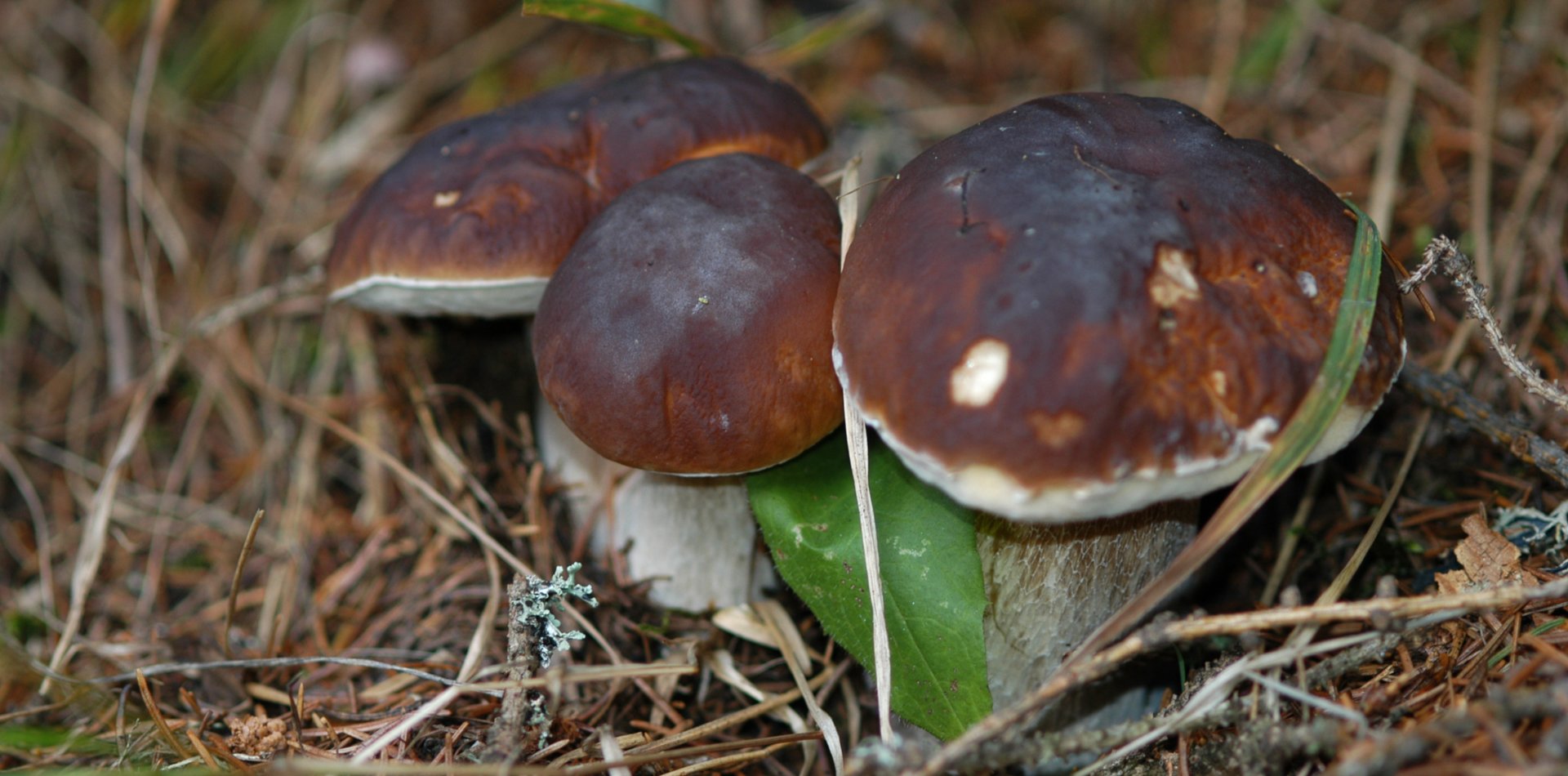 Raccolta Funghi in Val di Sole | © Archivio APT Val di Sole - Ph Tiziano Mochen