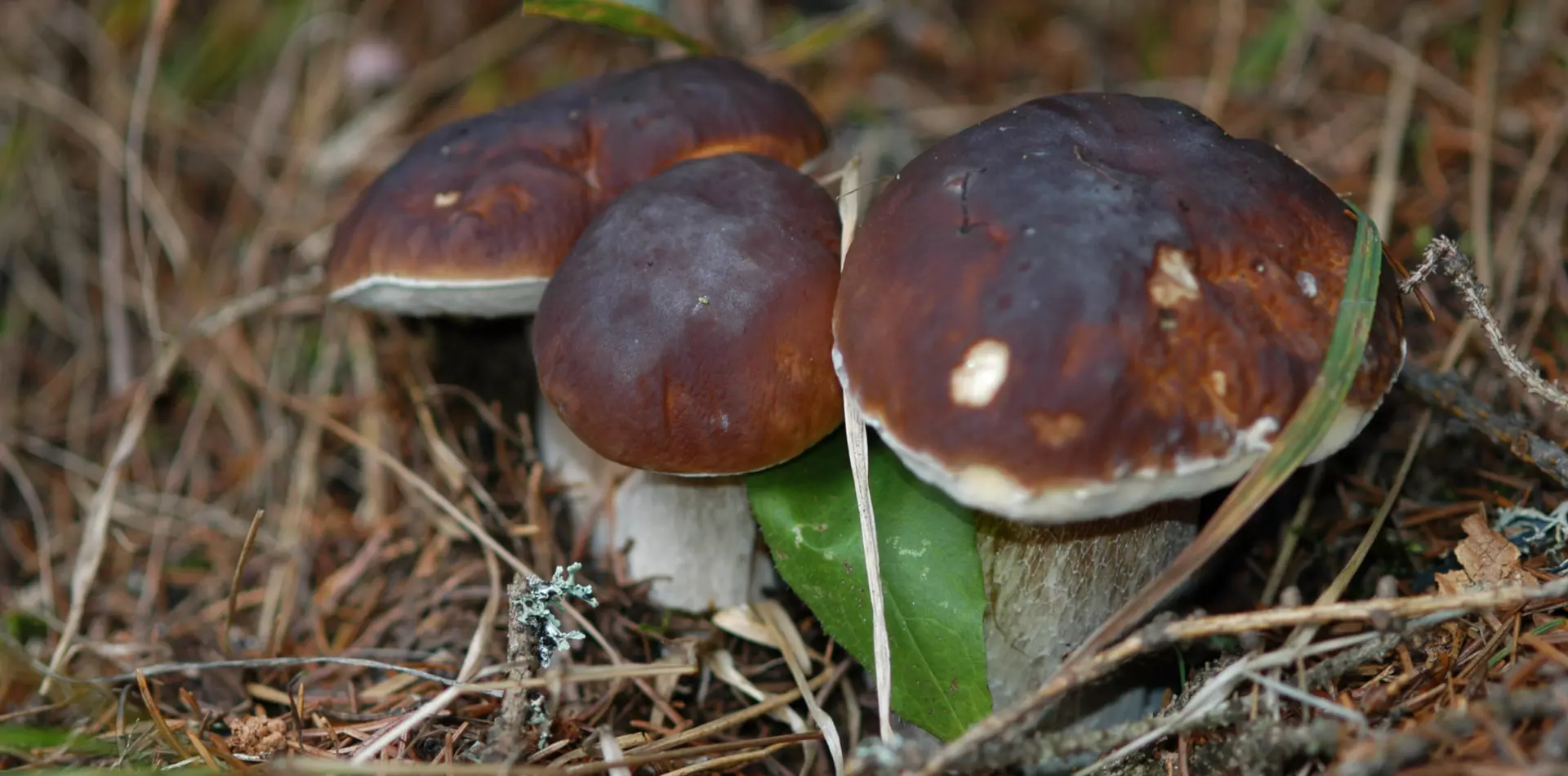 Raccolta Funghi in Val di Sole | © Archivio APT Val di Sole - Ph Tiziano Mochen