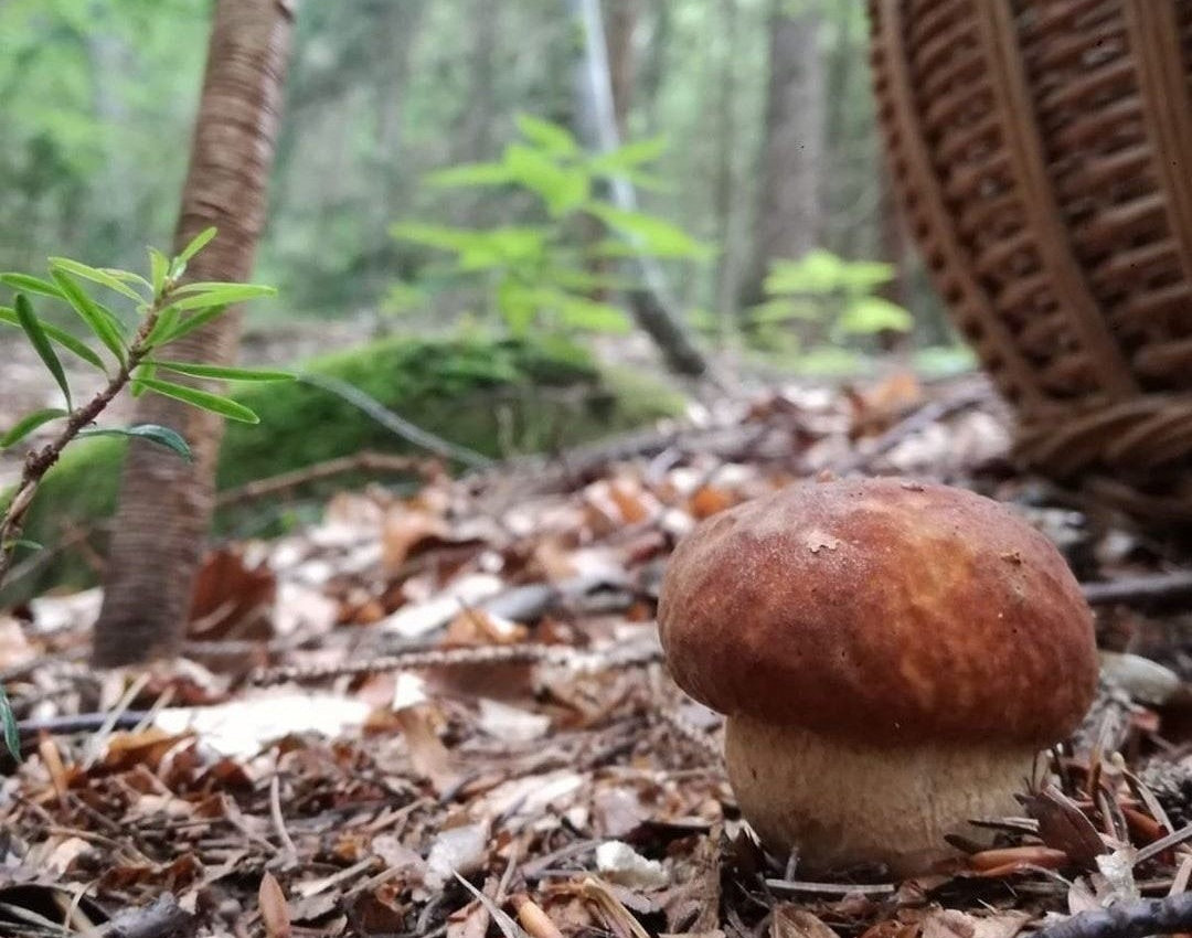 Raccolta Funghi in Val di Sole | © Archivio APT Val di Sole - Ph Stefano Cristoforetti