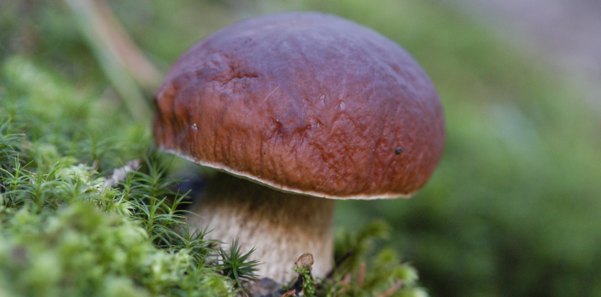 Raccolta Funghi in Val di Sole | © Archivio APT Val di Sole - Ph Tiziano Mochen